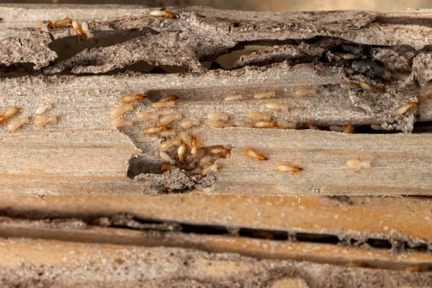 Best Bed Bug Extermination  in Canton Valley, CT